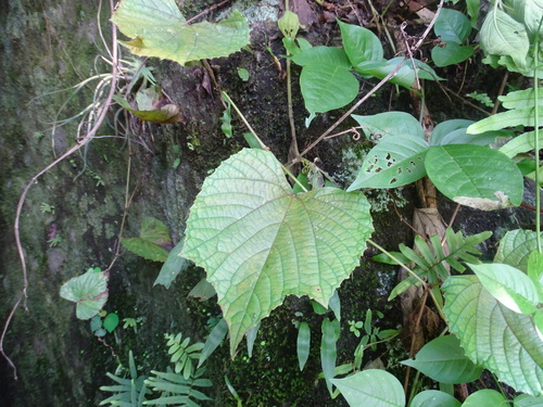 Image of Vitis tiliifolia by (c) Alexis López Hernández, some rights reserved (CC BY)