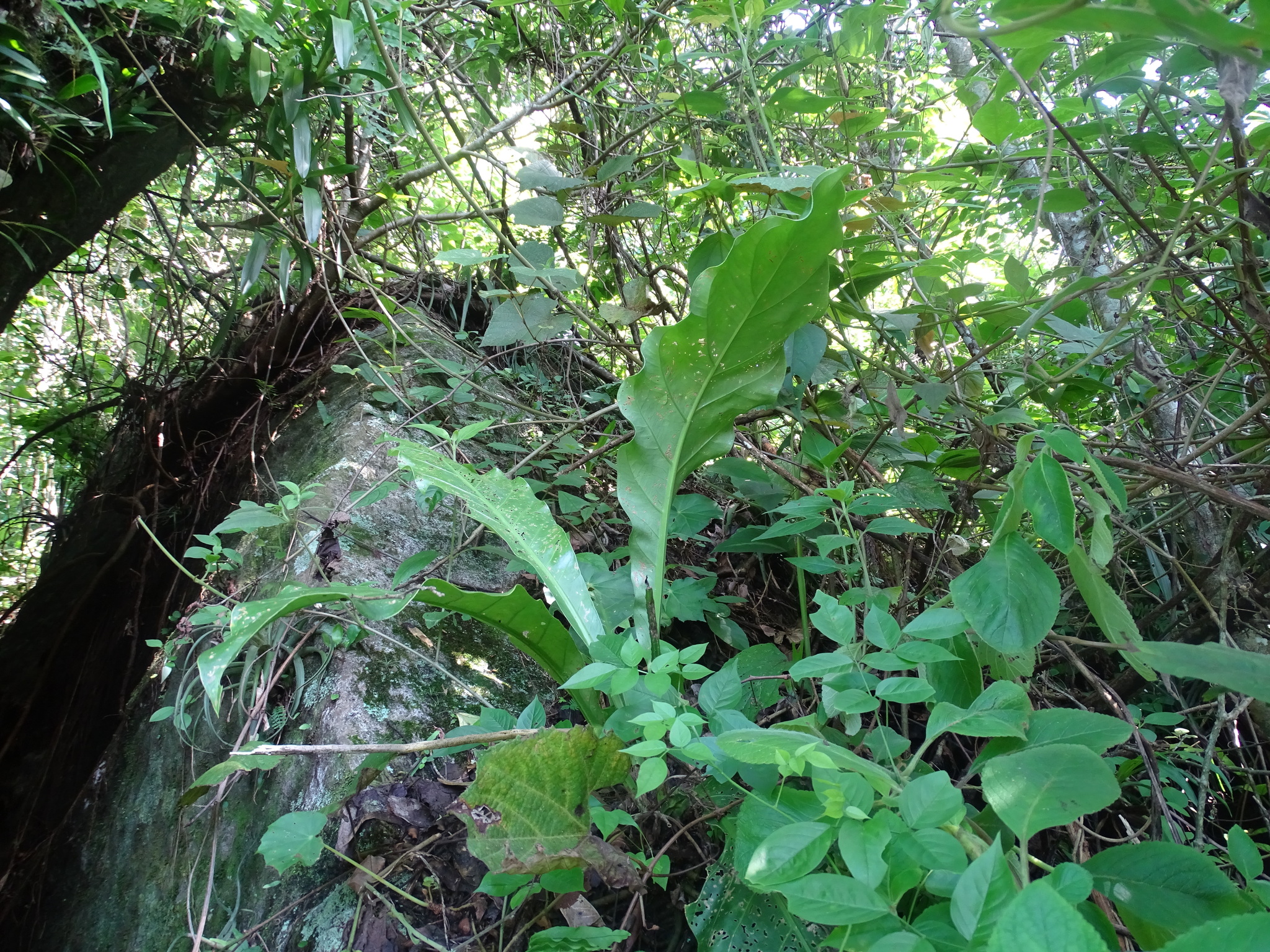 Anthurium hookeri