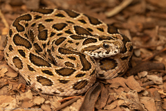Eastern Russel's Viper photo 2