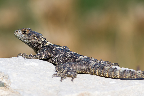 Roughtail Rock Agama, photo 6 of 10
