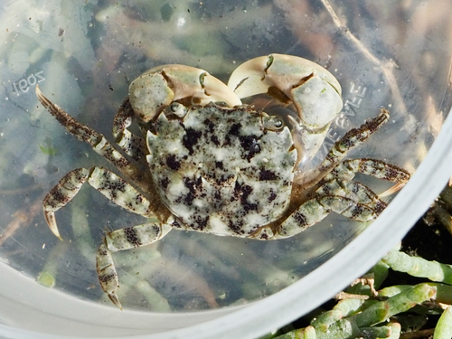 Yellow Shore Crab, photo 7 of 10