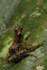 Guibemantis liber