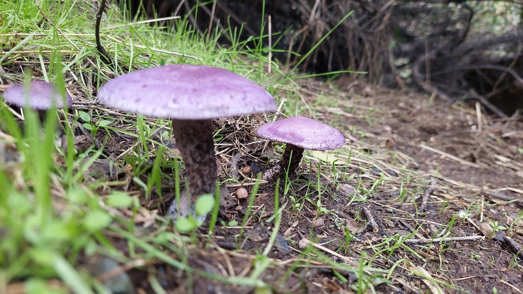 Collybia nuda · June 2024 · photo: © lucasillanesss (iNaturalist, cc-by)