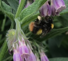Bombus pratorum