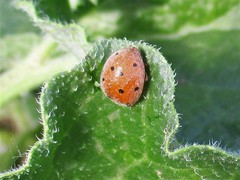 Henosepilachna argus