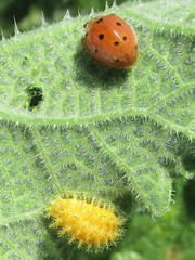 Henosepilachna argus