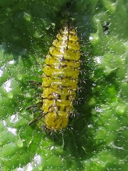 Henosepilachna argus