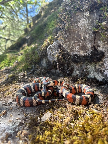 California Mountain Kingsnake photographed in Washington