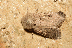 Spodoptera hipparis