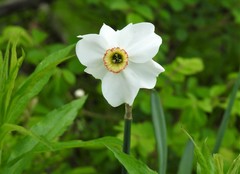 Narcissus poeticus
