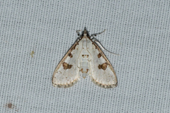 Palpita illibalis