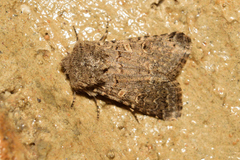 Spodoptera hipparis