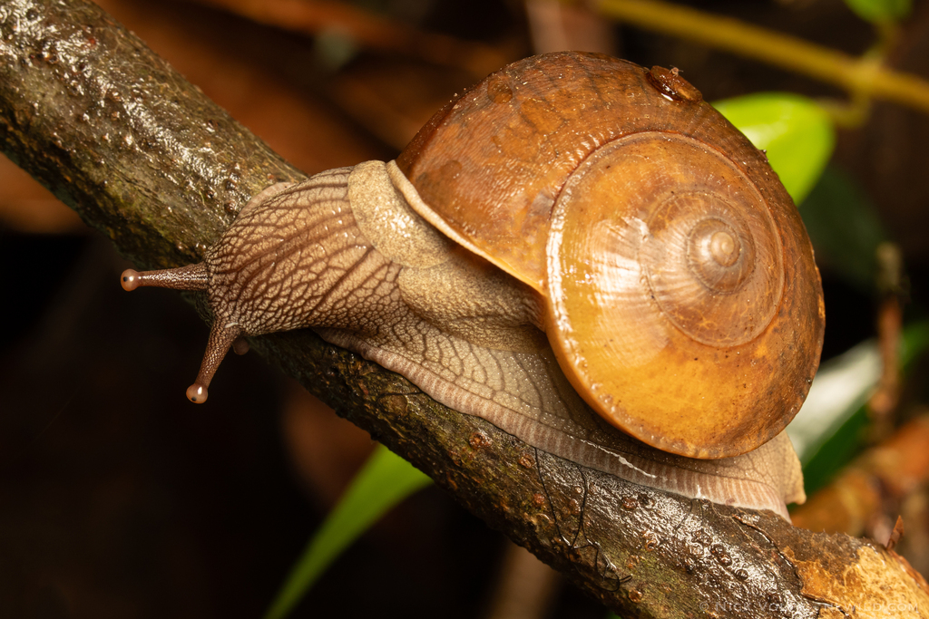 Hemiplecta retrorsa