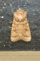 Spodoptera hipparis