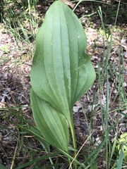 Arnoglossum plantagineum