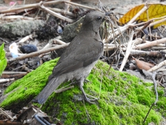 Turdus arthuri