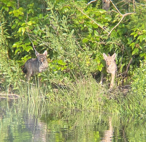 Coyote photographed in Rhode Island