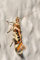 Aristotelia elegantella