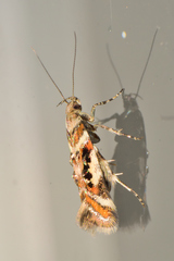 Aristotelia elegantella