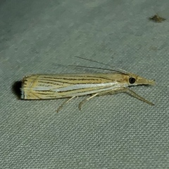 Crambus multilinellus