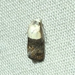 Eugnosta erigeronana