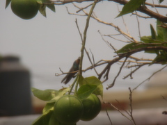 Trochilidae
