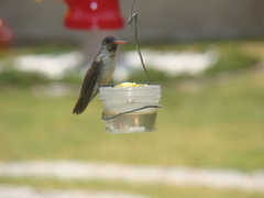 Trochilidae