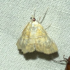 Glaphyria sesquistrialis