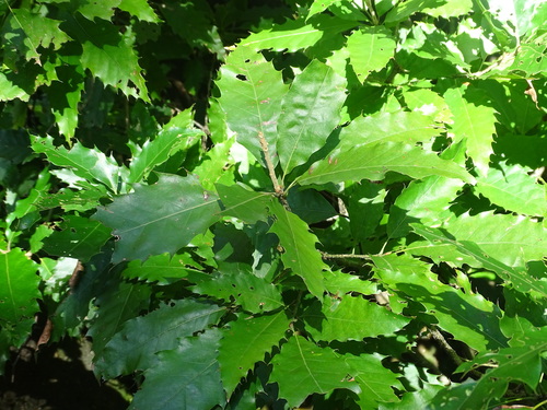Image of Quercus skinneri by (c) Alexis López Hernández, some rights reserved (CC BY)