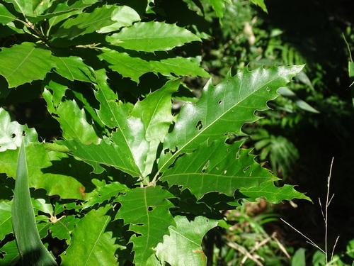 Quercus skinneri