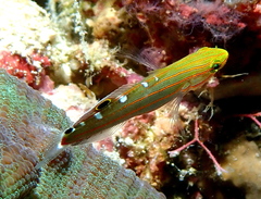 Koumansetta rainfordi