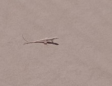 Acanthodactylus boskianus asper