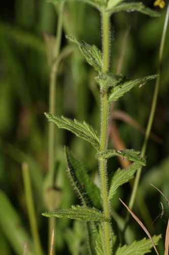 Bellardia viscosa