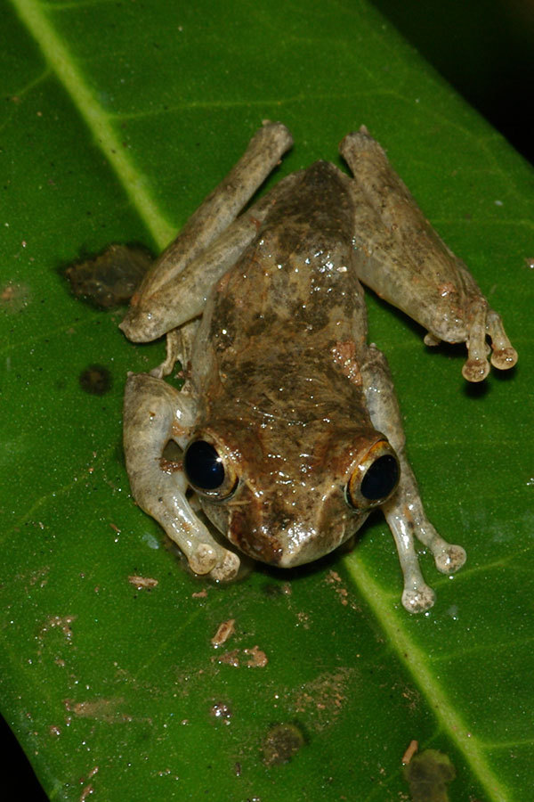 Reticulate Bright-Eyed Frog