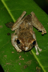 Reticulate Bright-Eyed Frog photo 1