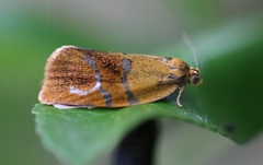 Ptycholoma lecheana