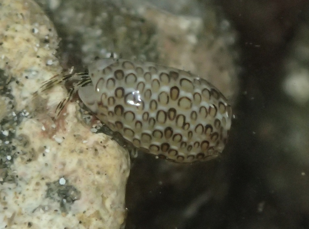 Persicula phrygia