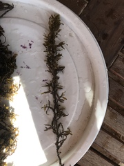 Sargassum sinclairii