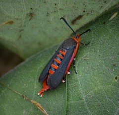 Eichlinia grande