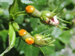 Phragmidium rosae-pimpinellifoliae
