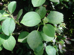 Peperomia hirta, photograph Alexis López Hernández, CC BY, iNaturalist via GBIF
