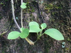 Peperomia hirta, photograph Alexis López Hernández, CC BY, iNaturalist via GBIF