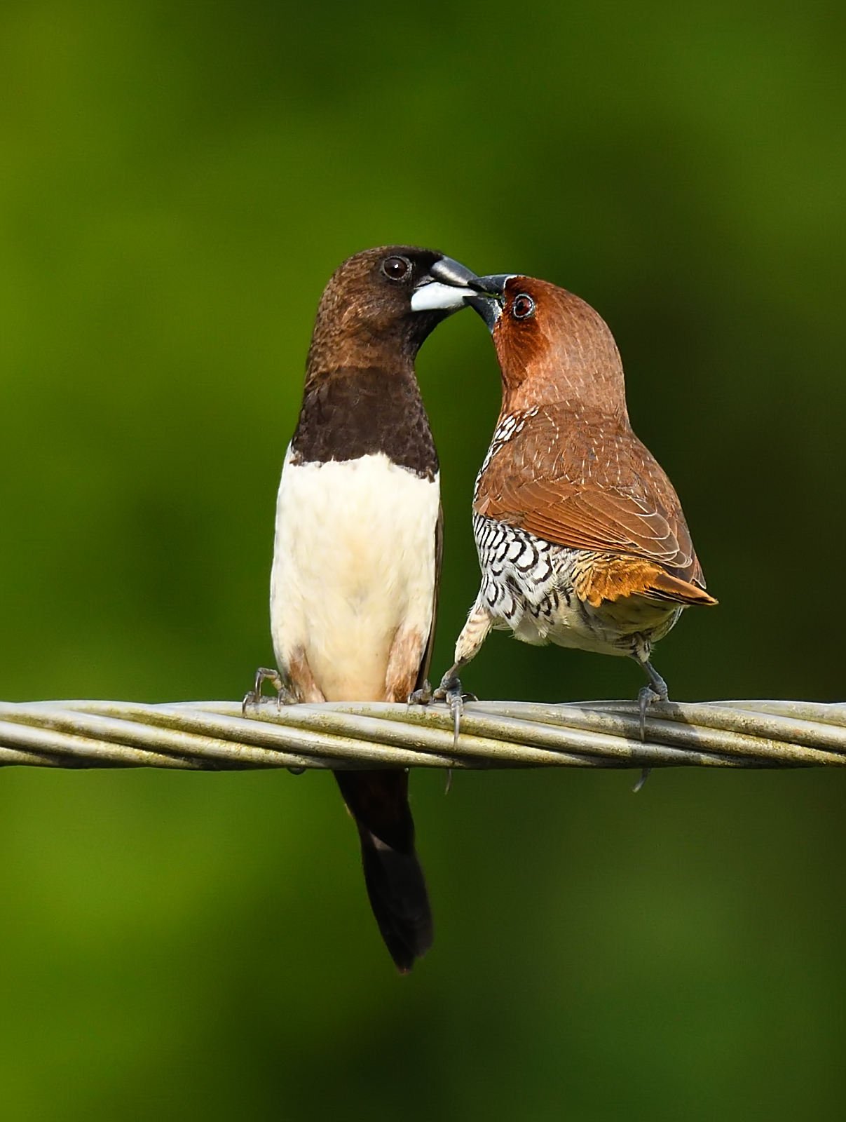 Scaly-breasted Munia illustration