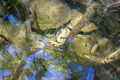 Potamon hippocratis