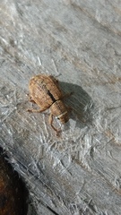 Strophosoma melanogrammum