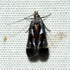 Dichomeris ochripalpella