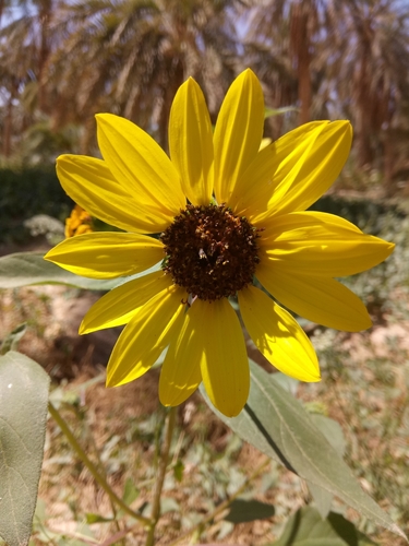 Common Sunflower