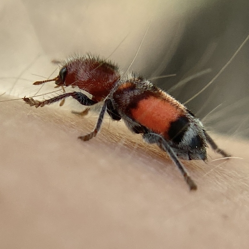 Enoclerus coccineus
