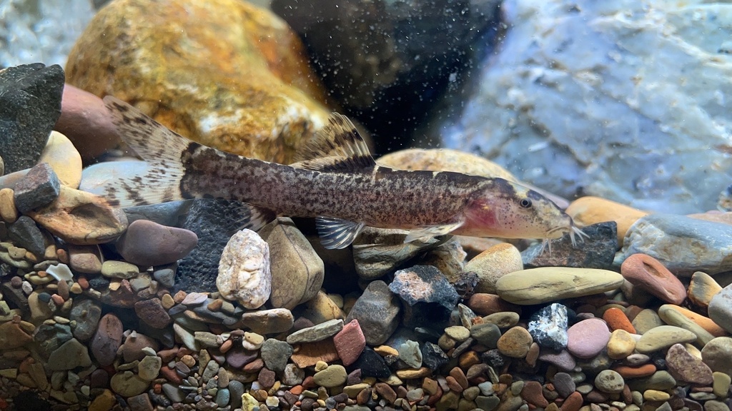 Leptobotia taeniops
