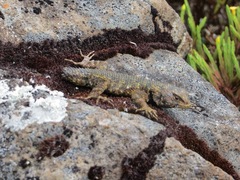 Sceloporus malachiticus
